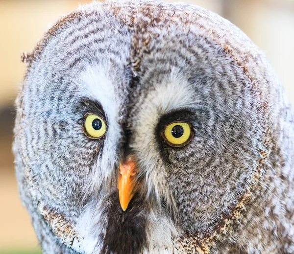 Velká šedá sova (Strix nebulosa) — Stock fotografie