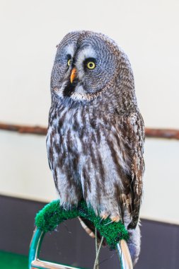 Büyük Gri Baykuş (Strix nebulosa)