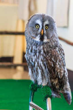 Büyük Gri Baykuş (Strix nebulosa)