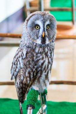 Büyük Gri Baykuş (Strix nebulosa)