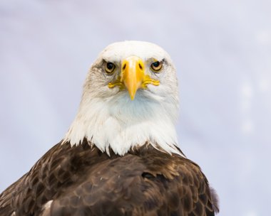 Amerikan Kartalı