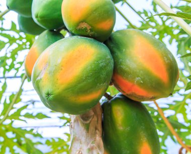Papaya ağacında papaya