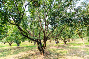 Mayongchid Maprang Marian Erik ve Erik Mango