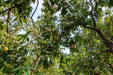 Mayongchid Maprang Marian Erik ve Erik Mango