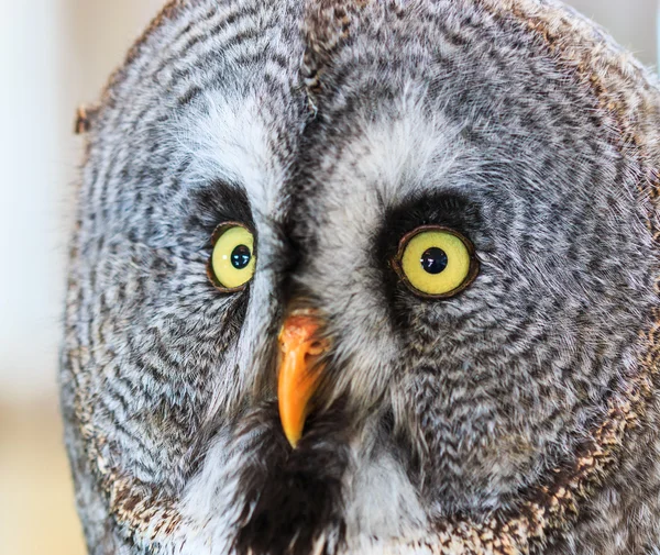 Great Grey Owl (Strix nebulosa) — Stock Photo, Image