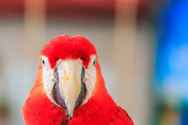 Macaw papegoja — Stockfoto