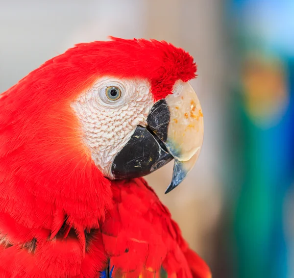 Ara parrot — Stockfoto