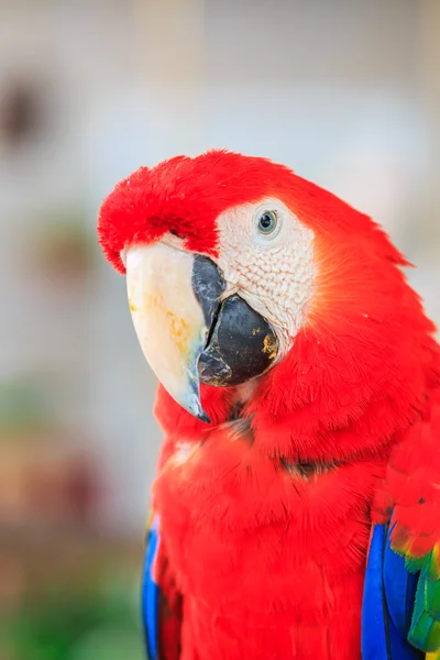 Ara parrot — Stockfoto