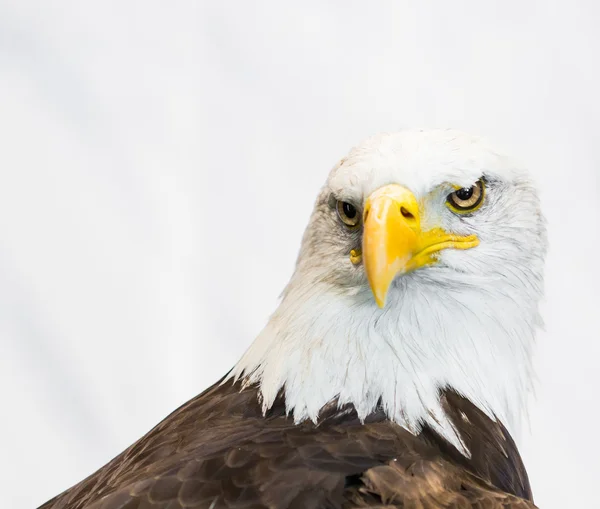 Amerikan Kartalı — Stok fotoğraf