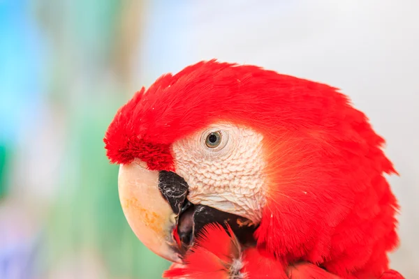 Ara parrot — Stockfoto