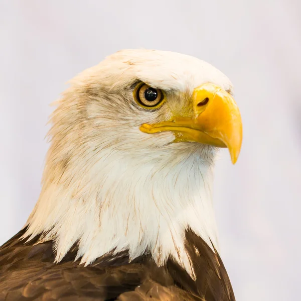 American Eagle — Stock Photo, Image