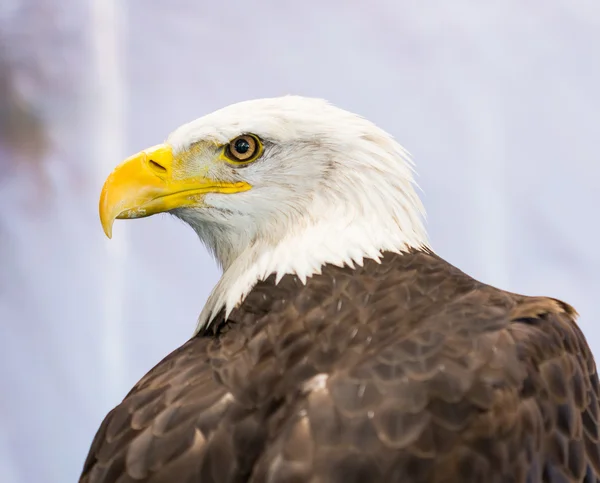 Águila americana — Foto de Stock