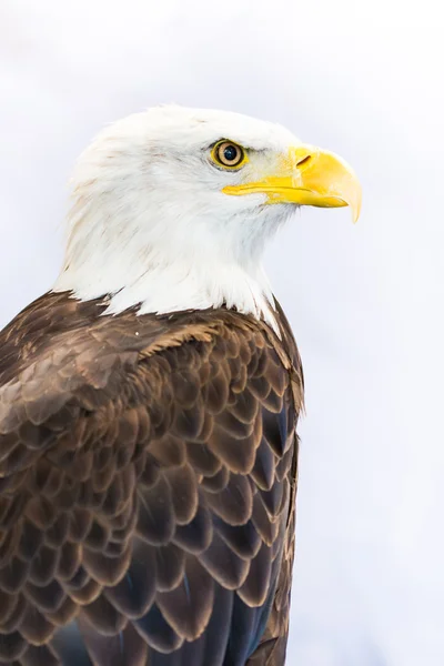 Amerikanischer Adler — Stockfoto