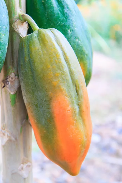 Papaya on the papaya tree — Stock Photo, Image