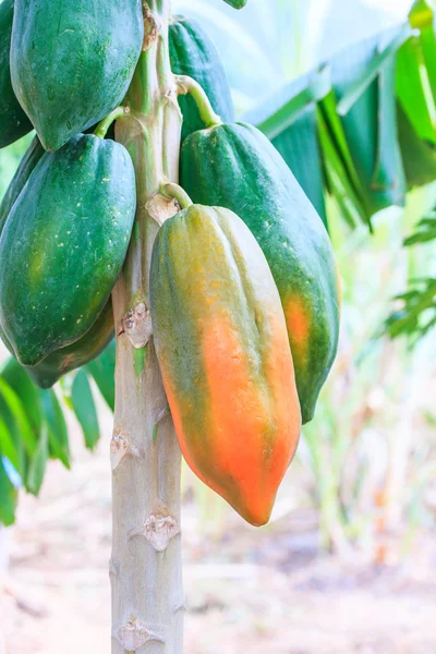 Papaya a papaya fán — Stock Fotó
