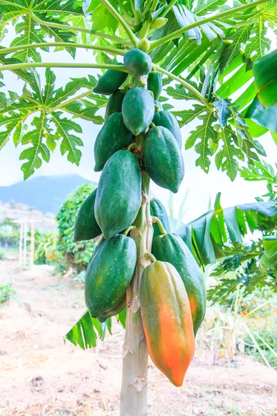 Pepaya di pohon pepaya — Stok Foto