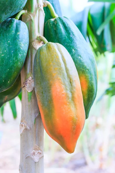 Papaya on the papaya tree — Stock Photo, Image