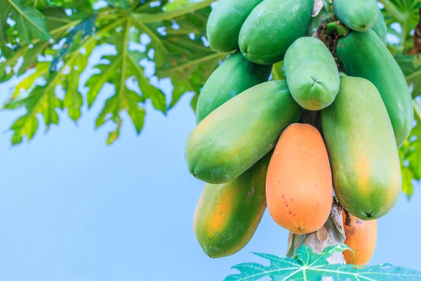 Papaya on the papaya tree — Stock Photo, Image