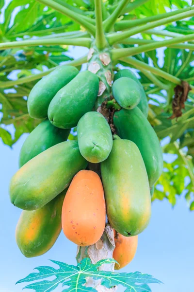 Papaya a papaya fán — Stock Fotó