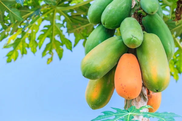 Papaya on the papaya tree — Stock Photo, Image