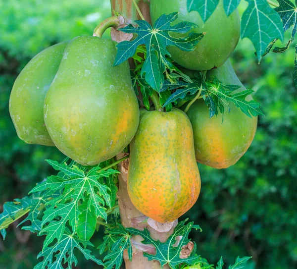 Papaya a papaya fán — Stock Fotó