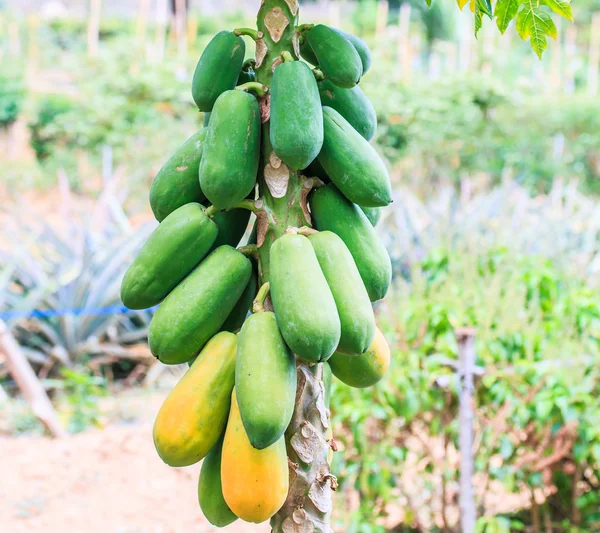 Papaya on the papaya tree — Stock Photo, Image