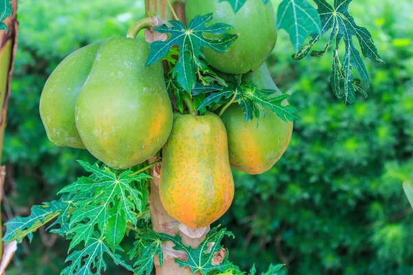 Papaya on the papaya tree — Stock Photo, Image