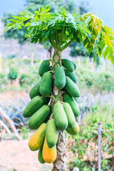 Papaya a papaya fán — Stock Fotó