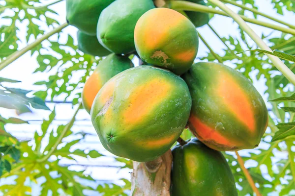 Papaya a papaya fán — Stock Fotó