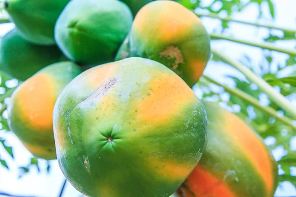 Papaja na drzewie papaja — Zdjęcie stockowe