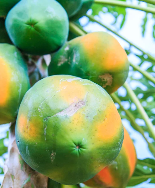 Papaya a papaya fán — Stock Fotó