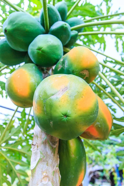 Papaya on the papaya tree — Stock Photo, Image