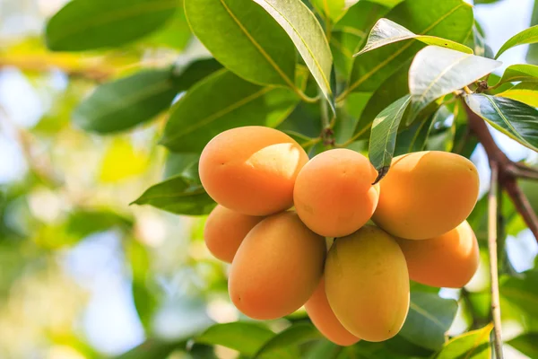 Mayongchid Maprang Marian Plum and Plum Mango — Stock Photo, Image