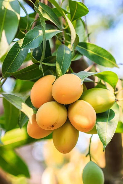 Mayongchid Maprang Marian Plum and Plum Mango — Stock Photo, Image