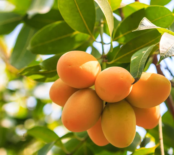 Mayongchid Maprang Marian Plum and Plum Mango — Stock Photo, Image