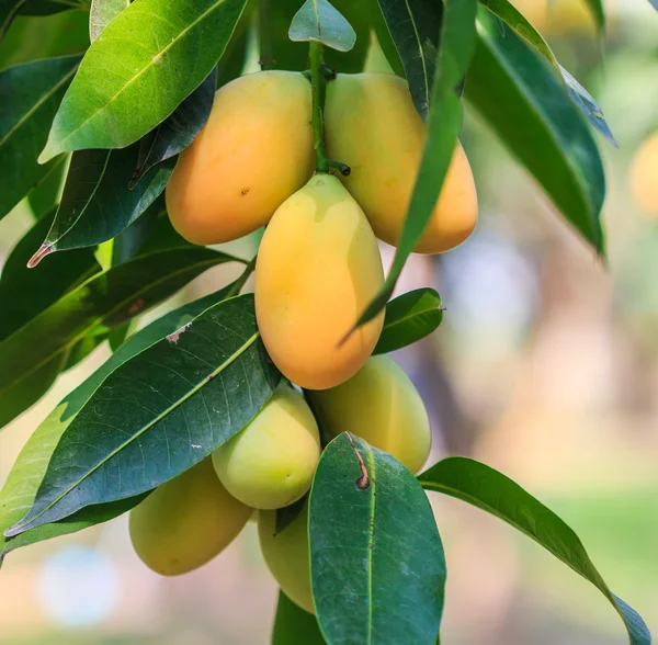 Mayongchid δαμάσκηνο Maprang Marian και δαμάσκηνο Mango — Φωτογραφία Αρχείου