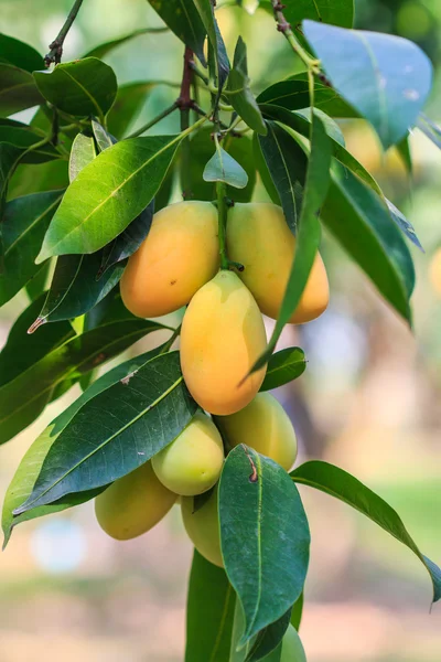 Mayongchid Maprang Marian śliwki i Mango śliwki — Zdjęcie stockowe