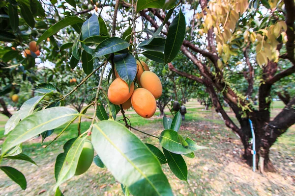 Mayongchid Maprang Mariano Ciruela y Ciruela Mango — Foto de Stock