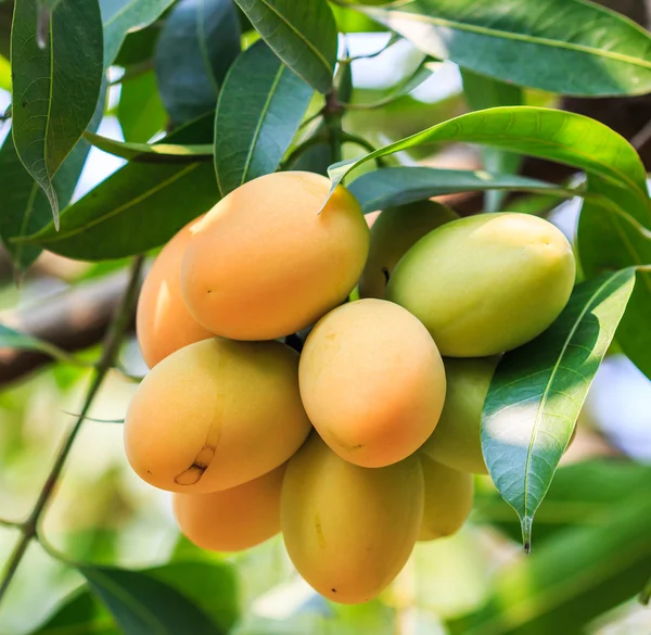 Mayongchid Maprang Marian Plum and Plum Mango — Stock Photo, Image