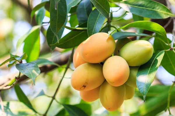 Mayongchid Maprang Marian Plum and Plum Mango — Stock Photo, Image