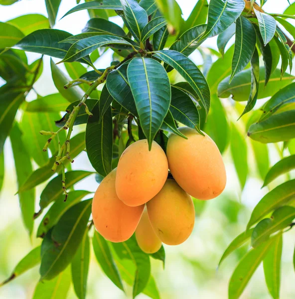 Mayongchid δαμάσκηνο Maprang Marian και δαμάσκηνο Mango — Φωτογραφία Αρχείου