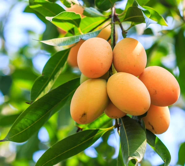 Mayongchid Maprang Marian Plum and Plum Mango — Stock Photo, Image