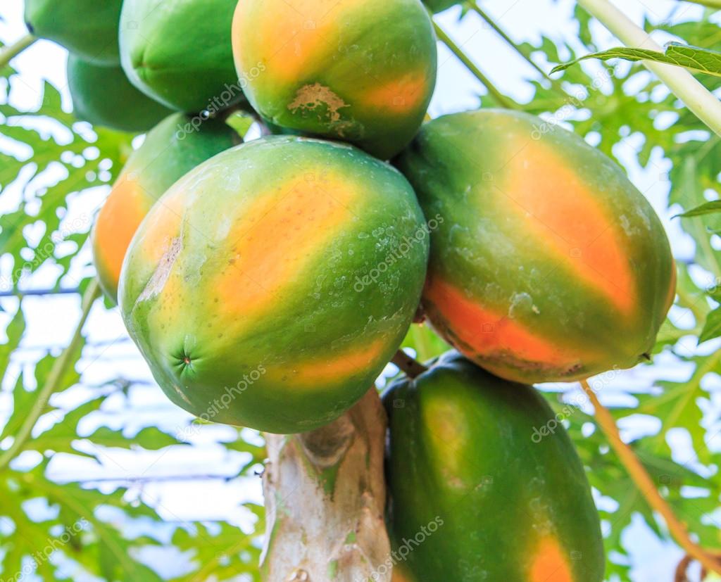 Papaya on the papaya tree