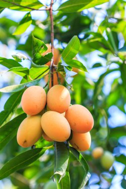 Mayongchid Maprang Marian Erik ve Erik Mango