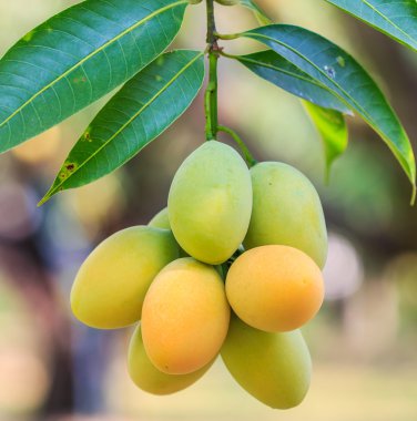 Mayongchid Maprang Marian Erik ve Erik Mango