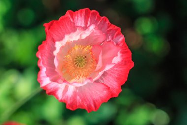 Poppies arka plan