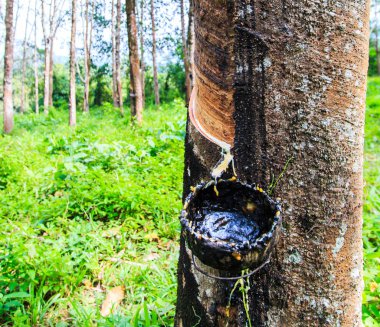 lateks kauçuk ağacı üzerinden dokunarak