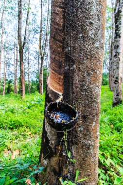 lateks kauçuk ağacı üzerinden dokunarak