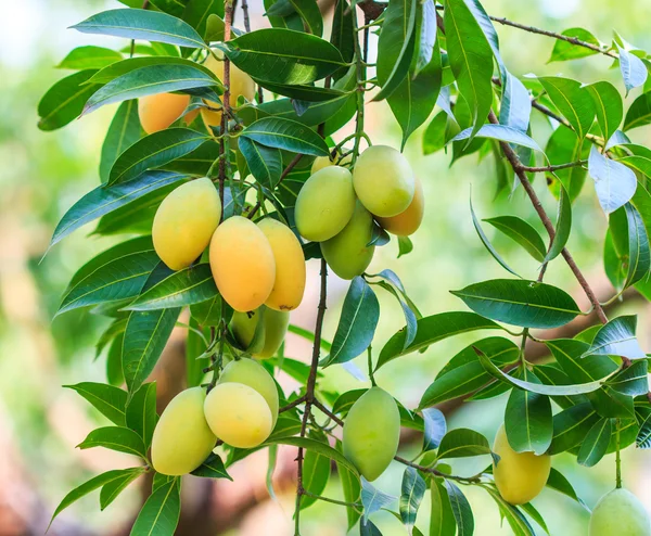 Mayongchid Maprang Marian Plum en Plum Mango — Stockfoto