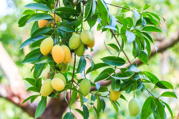 Mayongchid Maprang Marian Plum en Plum Mango — Stockfoto